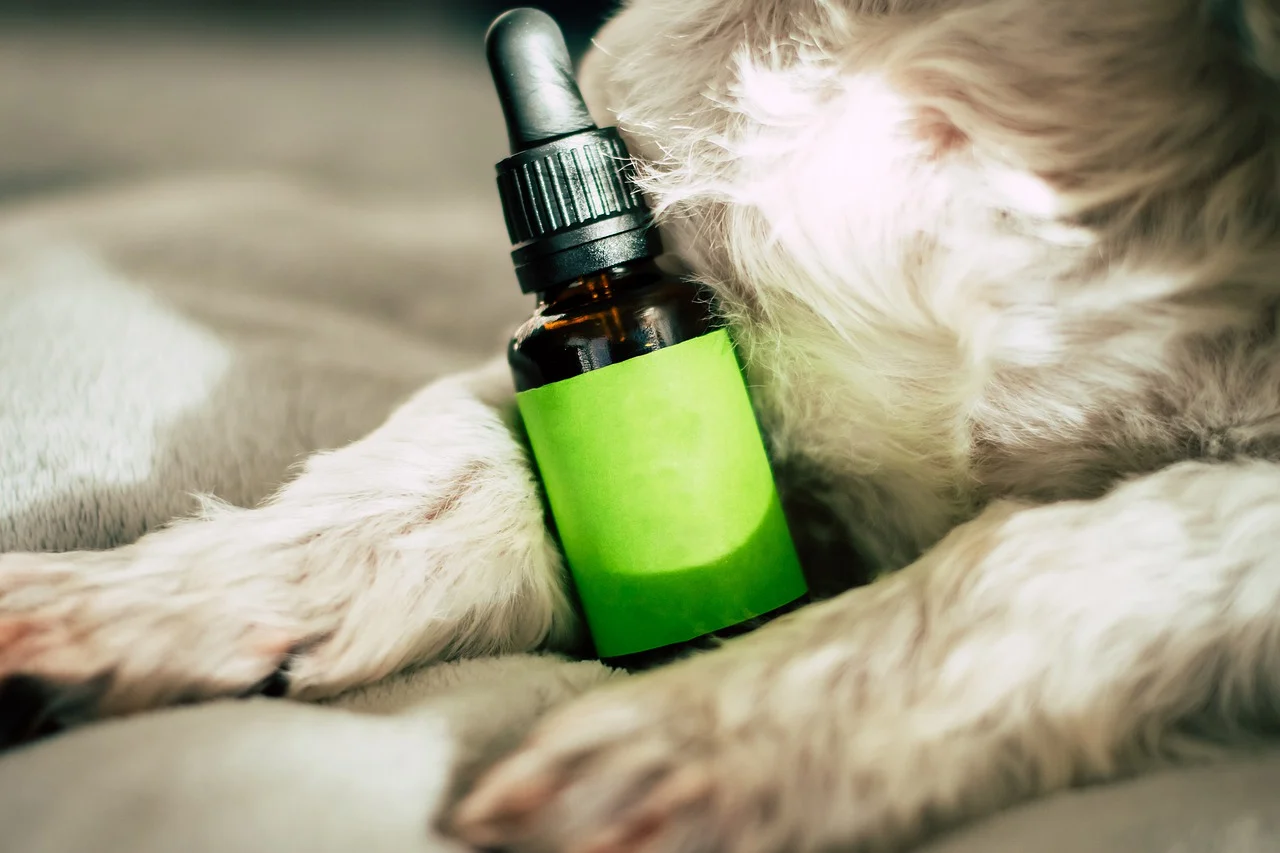 Легално ли са CBD за кучета?